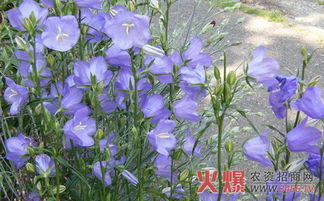 如何种植桔梗,从选种到收获的实用指南
