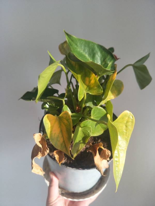 花烛叶子枯萎怎么回事