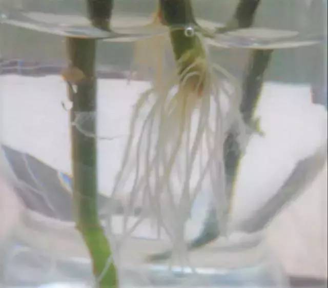 水养怎么转土养,植物生长的华丽蜕变之旅