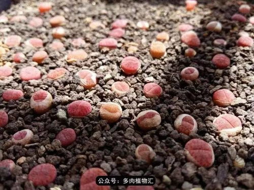 生石花要用什么肥,揭秘最佳肥料选择