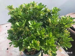 种植米兰用什么土,优选土壤种植攻略