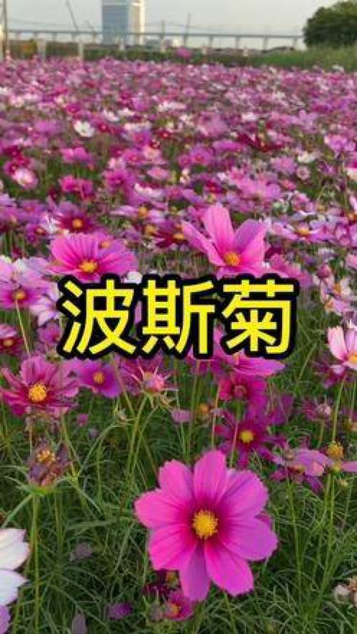 波斯菊种子是什么样的,波斯菊种子的独特形态与生长奥秘