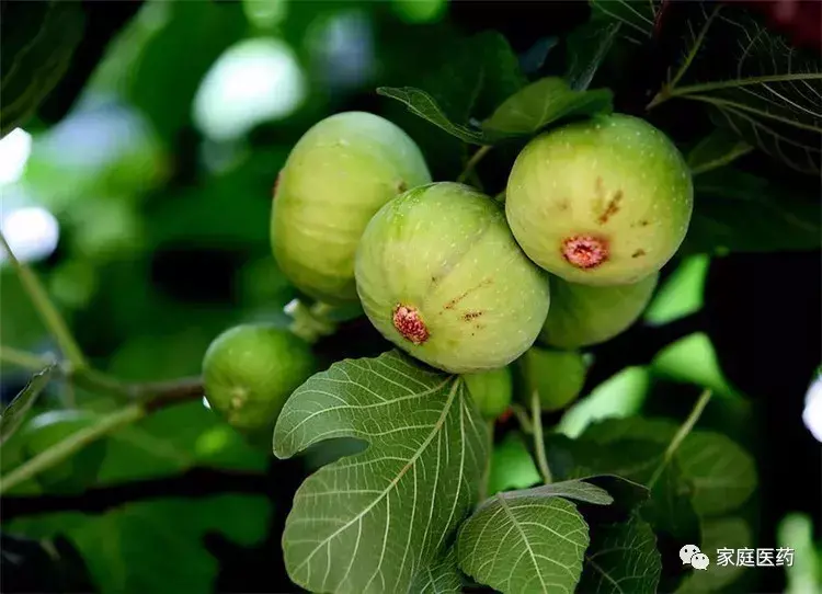 清火降火的蔬菜排名(5种蔬果“清热降火”)