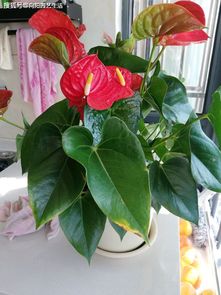 红掌花黄叶子什么病,红掌花黄叶病因探究
