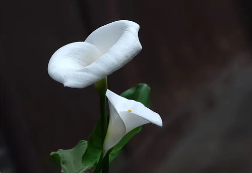 马蹄莲花可以保持多久,探索其生命力与养护之道