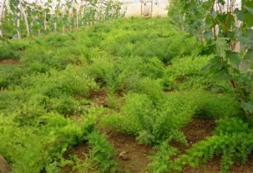 天冬种植哪个品种高产耐旱,品种繁多,哪个才是你的“心头好”?