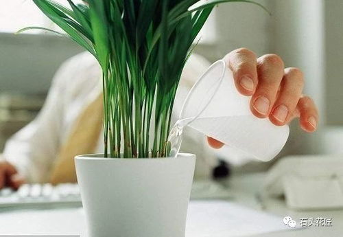 什么时间浇花最合适,科学养护，让花卉绽放生机”
