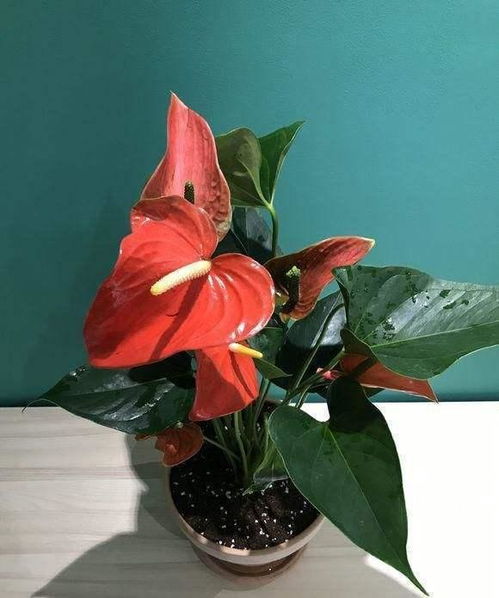 红掌花为什么总黄叶子,红掌花黄叶成因探秘