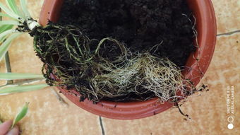水养怎么转土养,植物生长的华丽蜕变之旅