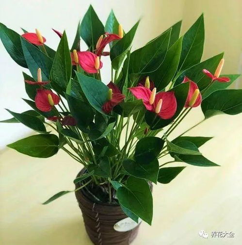 红掌花怎么养,绽放美丽,呵护有加