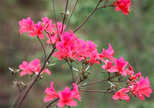 杜鹃花花语是什么,爱的喜悦与永恒的象征