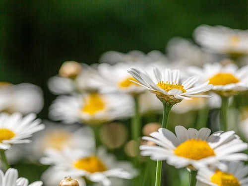 小雏菊花语代表什么,纯洁与希望的花语颂歌