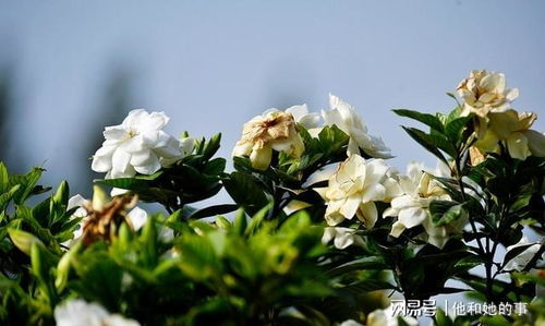 枙子花为什么掉花骨朵,花骨朵生成背后的自然奥秘