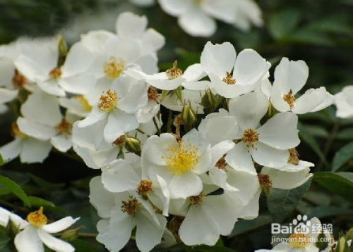 红柳花语怎么表达,坚韧与希望的象征