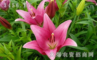 百合花怎么种植方法,从选种到养护的实用指南