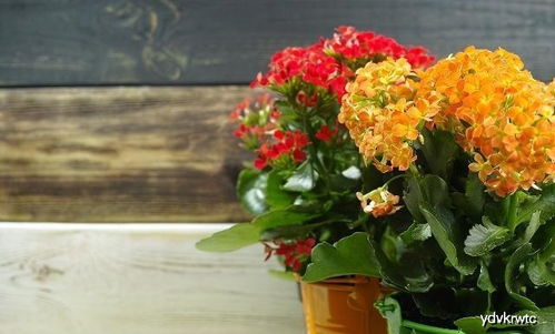 花卉一件是多少数量,探索花卉的独特数量之美