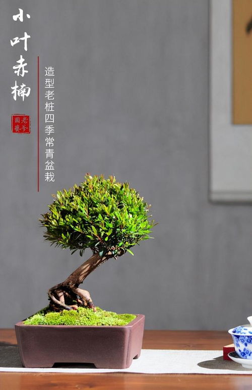 小叶赤楠昆明能种植吗视频,绿意盎然的植物小明星