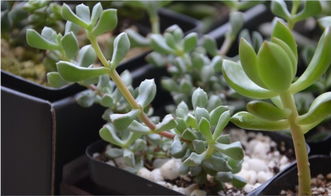 白凤菊怎么养,白凤菊的培育与养护技巧解析
