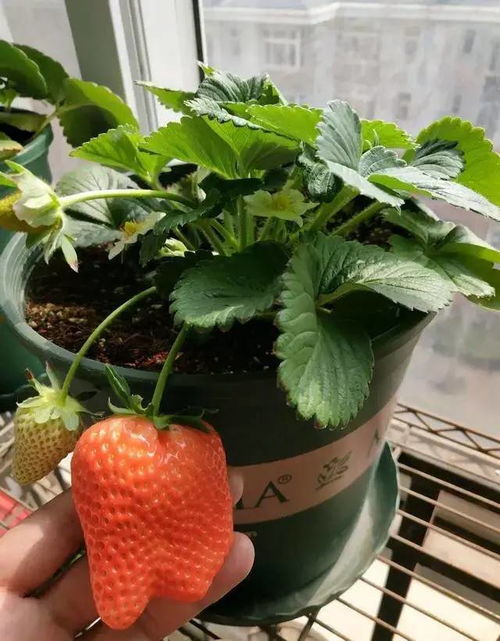 想在阳台养草莓盆栽可以吗,阳光是草莓的“小太阳”