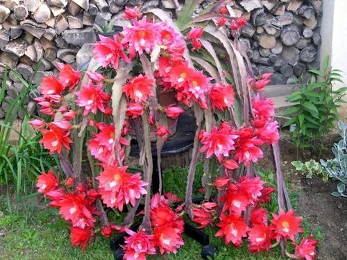 令箭花长什么样,形态独特,色彩斑斓的植物奇观