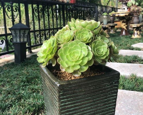 肉肉植物如何种植,打造你的多肉花园