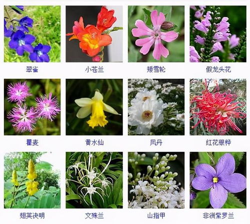 花卉类有哪些类型,分类繁多，美不胜收