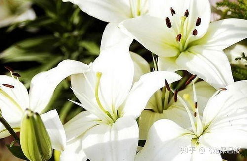 百合花怎么种植方法,从选种到养护的实用指南
