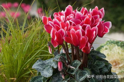 仙客来花怎么养最好,光照、温度、浇水、施肥、修剪全方位解析