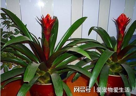 鸿运当头怎么浇水,鸿运当头，水培还是土培？