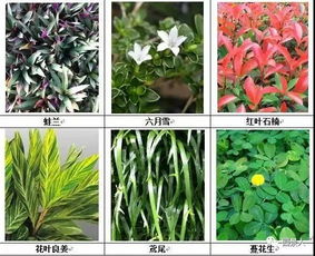 琥皮兰是什么花,揭秘琥皮兰的独特魅力