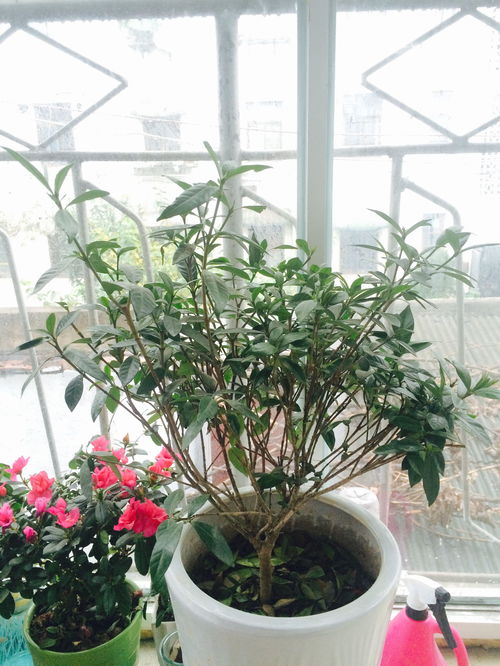 栀子花怎么修剪,塑造优美花姿的秘籍