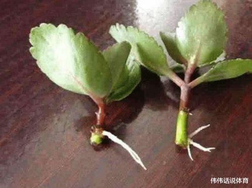 如何扦插长寿花,轻松繁殖，绿意盎然