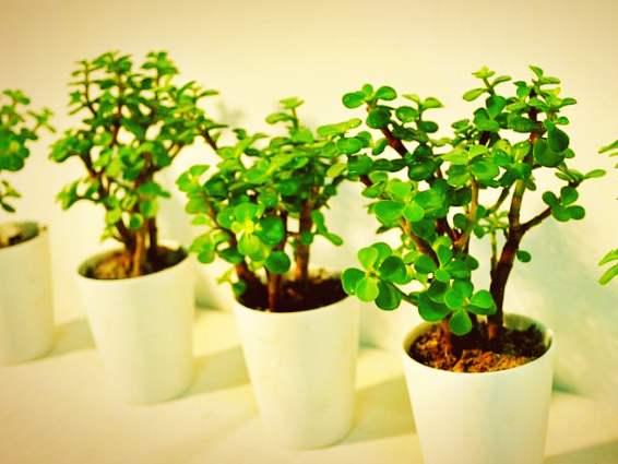 柳桃树的枝条怎么盆栽,打造春意盎然的家居绿意