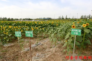 向日葵怎么育苗,从播种到发芽的全程指导