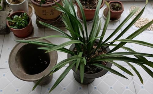 种兰花怎么消毒,确保健康生长的秘诀