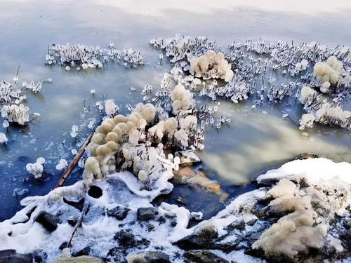 树木怎么冬眠的,揭秘植物界的“冬眠”奥秘