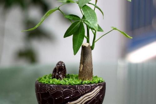发财树怎么种植,从选种到养护的全方位指导