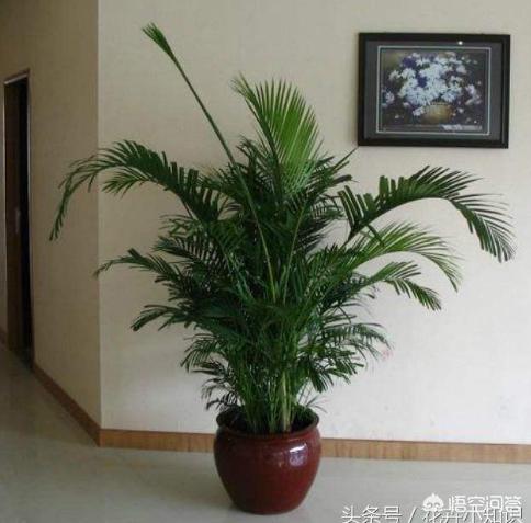 散尾葵怎么养,打造家居绿意盎然