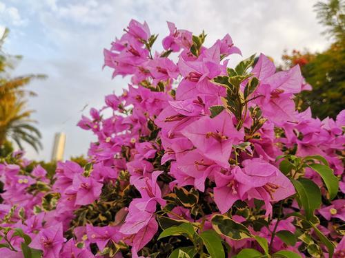 三角梅和扶桑花区别是什么,三角梅与扶桑花,谁才是夏日里的“花魁”