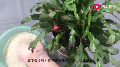什么花肥能让花特别鲜艳,揭秘让花朵绽放艳丽光彩的神奇花肥