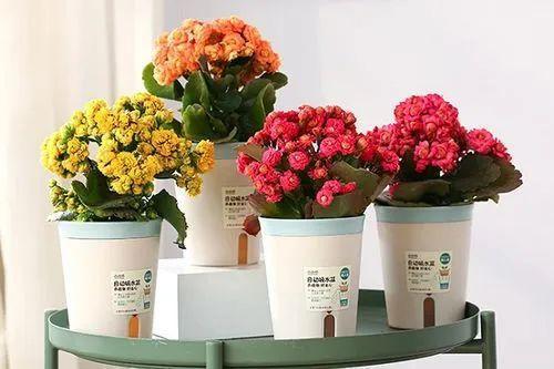 长寿花怎么养护,打造健康美丽家居绿植