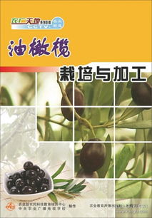 橄榄树怎么养,从种植到养生的绿色瑰宝