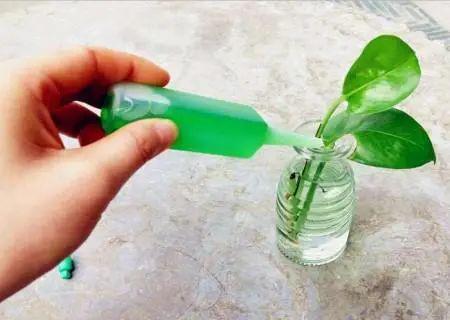 花的营养液如何配制,自制与选购营养液的全面指南