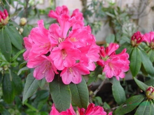 杜鹃花的种子怎么种,种植指南全解析