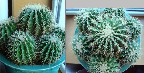 仙人掌和仙人球有多少种