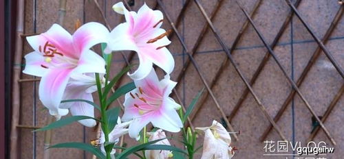 百合花开败后怎么处理,百合花开败后的养护与处理技巧