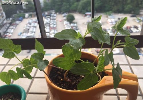 牵牛花什么时候播种,牵牛花的播种与养护指南