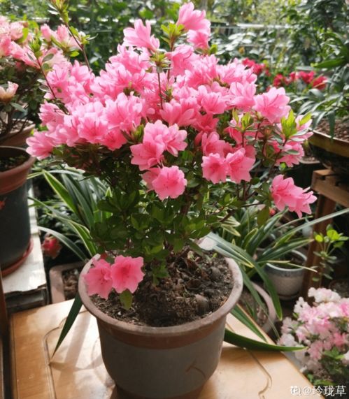 室内花注意什么,室内花卉养护要点