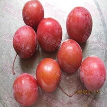 紫叶李种子什么颜色,蕴藏色彩的秘密之旅