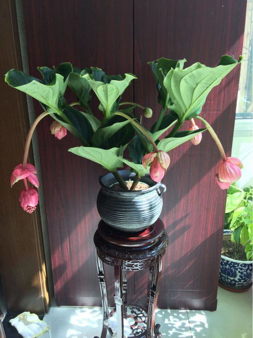 宝连灯花怎么养,传统工艺中的莲花绽放与养护之道
